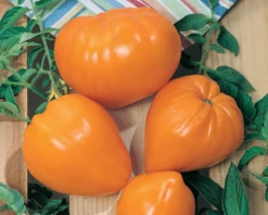 Orange Strawberry Tomato Seeds(Orange Strawberry Tomato Seeds)