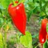 Leutschauer Pepper Seeds(Leutschauer Pepper) -Pepper Joe shop paprika leutschauer pepper joes