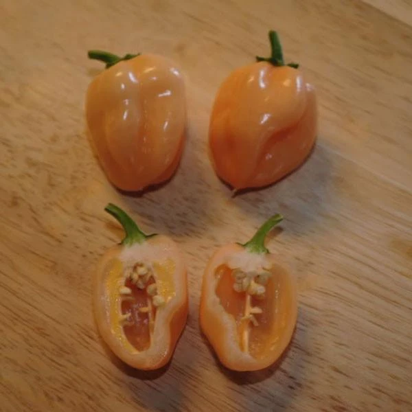 Peach Habanero Pepper Seeds(Peach Habanero) 4 Peach Habanero Pepper Seeds(Peach Habanero) - Image 2