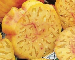 Pineapple Tomato Seeds(Pineapple Tomato Seeds)