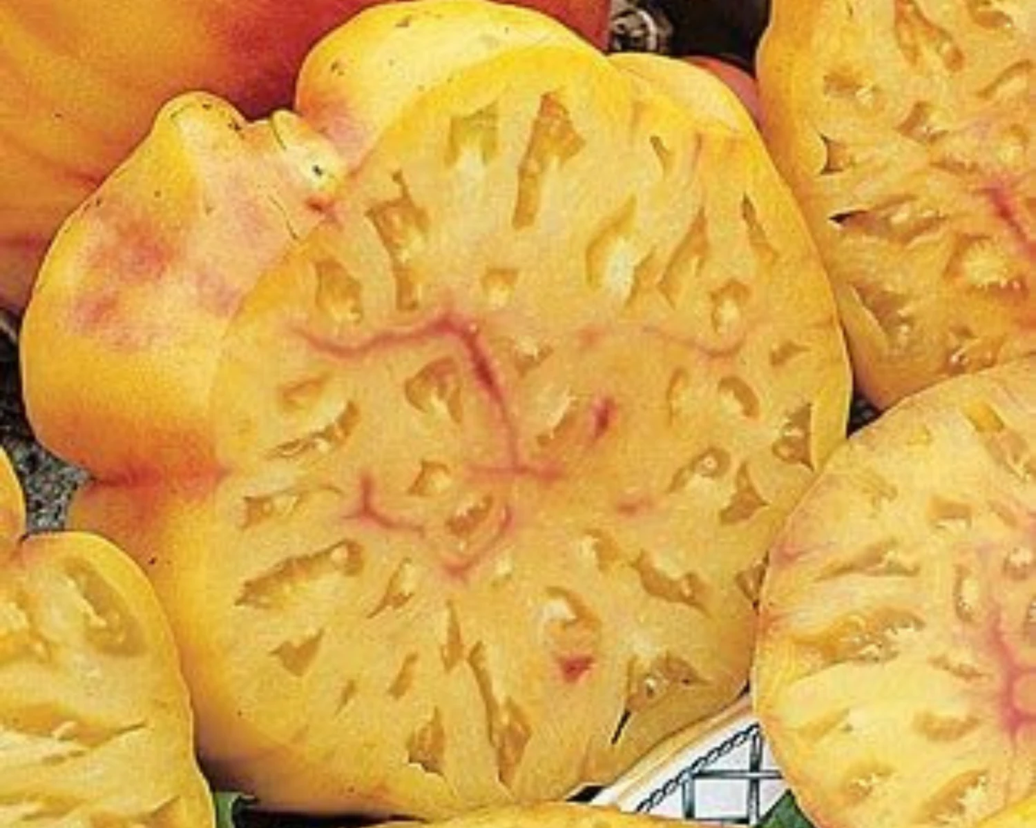 Pineapple Tomato Seeds(Pineapple Tomato Seeds) 3 Pineapple Tomato Seeds(Pineapple Tomato Seeds)