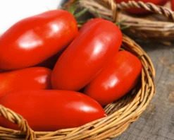 Polish Paste Tomato Seeds(Polish Paste Tomato Seeds)