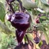 Purple UFO Pepper Seeds(Purple Ufo Pepper Seeds) 2 Purple UFO Pepper Seeds(Purple Ufo Pepper Seeds) -Pepper Joe shop purpleufopepper