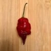 Reaper Sbagliato Chili Pepper Seeds (Non-Isolated)(Reaper Sbagliato Chili Pepper Seeds) -Pepper Joe shop reaper sbagliato chili pepper pod