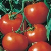 Rutgers Select Tomato Seeds(Rutgers Select Tomato Seeds) 1 Rutgers Select Tomato Seeds(Rutgers Select Tomato Seeds) -Pepper Joe shop rutgers 87d02faa 9d02 47ae b307 55f132f8866e