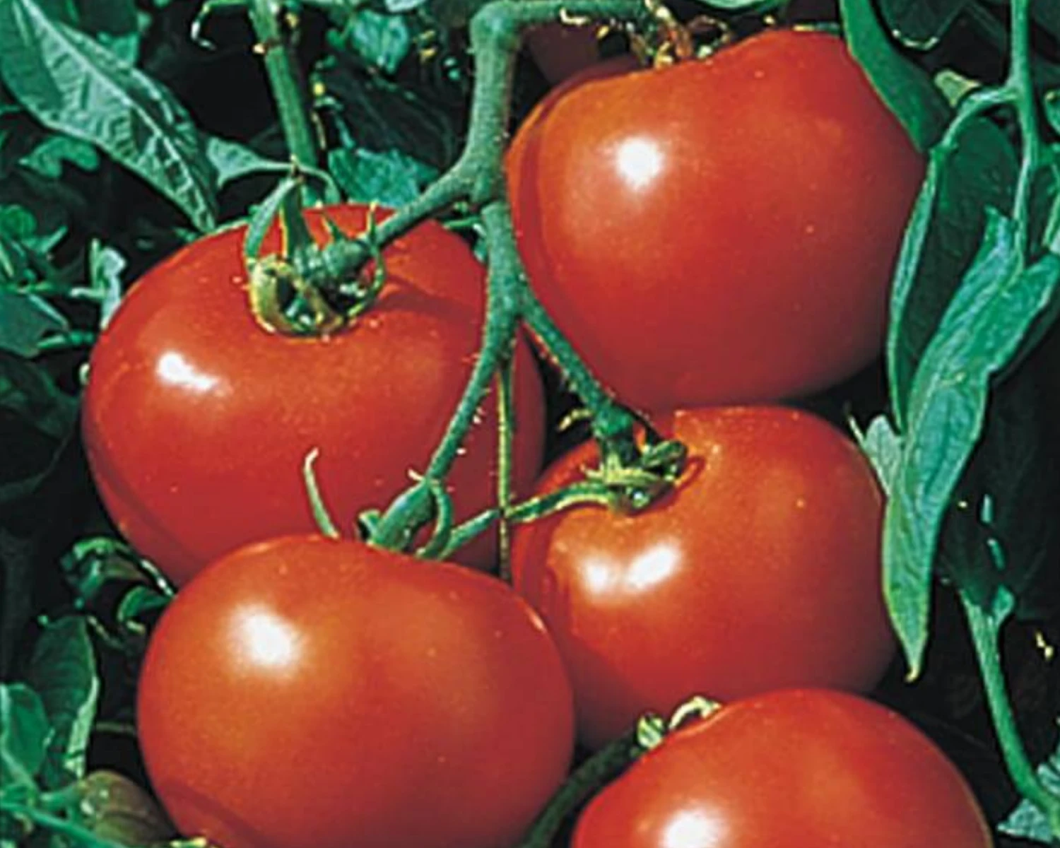 Rutgers Select Tomato Seeds(Rutgers Select Tomato Seeds) 3 Rutgers Select Tomato Seeds(Rutgers Select Tomato Seeds)