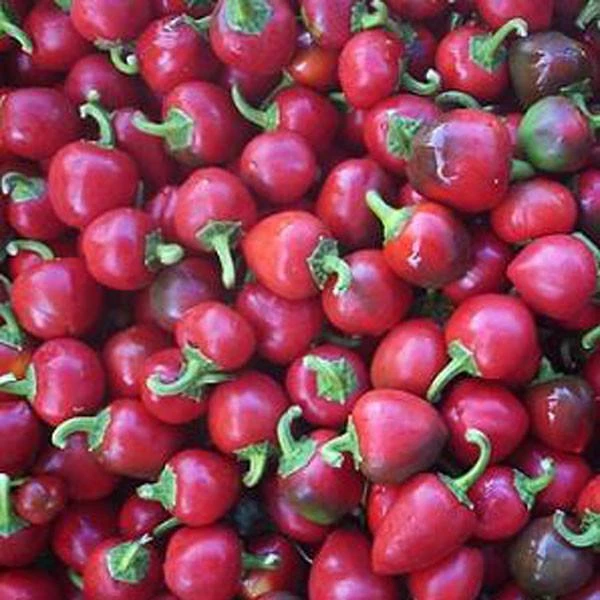 Satan's Kiss Pepper Seeds(Satans Kiss) 3 Satan's Kiss Pepper Seeds(Satans Kiss)