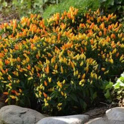 Sedona Sun Peppers(Sedona Sun Peppers)