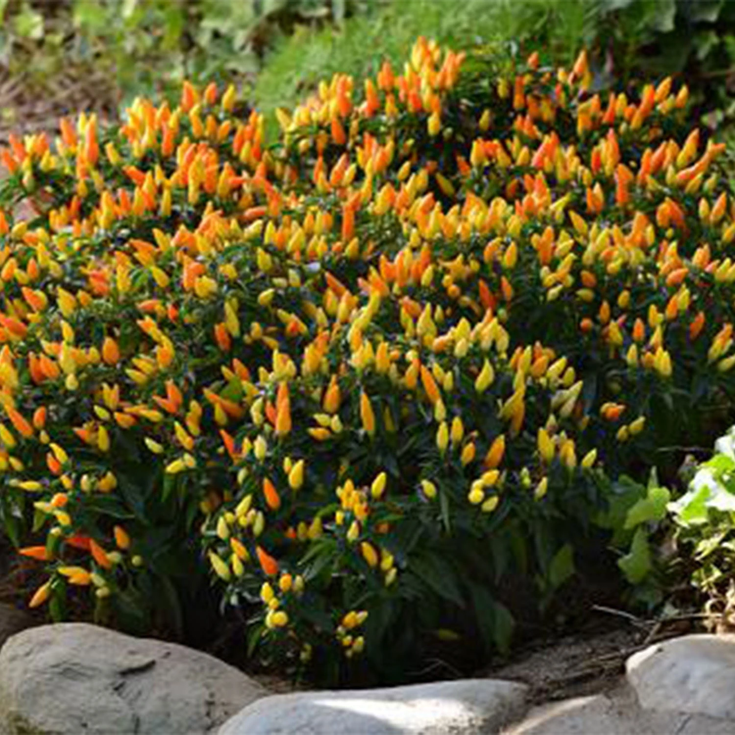 Sedona Sun Peppers(Sedona Sun Peppers) 3 Sedona Sun Peppers(Sedona Sun Peppers)