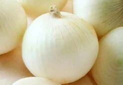 Sierra Blanca Hybrid Onion Seeds(Sierra Blanca Hybrid Onion Seeds)