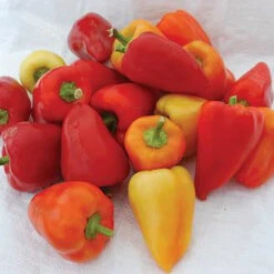 Snick Snack Pepper Seeds(Snick Snack Pepper Seeds)