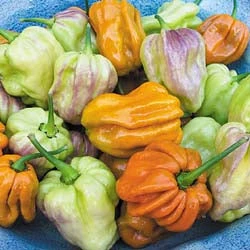 Spicy Mustard Habanero Pepper Seeds(Spicy Mustard Habanero) 3 Spicy Mustard Habanero Pepper Seeds(Spicy Mustard Habanero)