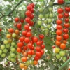 Suncherry Extra Sweet Hybrid Tomato Seeds(Suncherry Extra Sweet Hybrid Tomato Seeds) -Pepper Joe shop suncherry