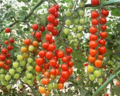 Suncherry Extra Sweet Hybrid Tomato Seeds(Suncherry Extra Sweet Hybrid Tomato Seeds)