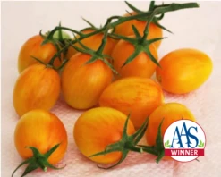 Sunset Torch Hybrid Tomato Seeds(Sunset Torch Hybrid Tomato Seeds)