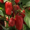 Sweet Heat Pepper Seeds(Sweet Heat Pepper Seeds) 1 Sweet Heat Pepper Seeds(Sweet Heat Pepper Seeds) -Pepper Joe shop sweetheatpepper