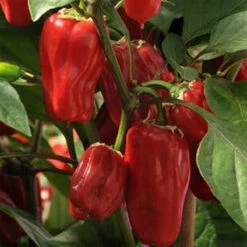 Sweet Heat Pepper Seeds(Sweet Heat Pepper Seeds)