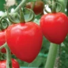 Tomatoberry Garden Hybrid Tomato Seeds(Tomatoberry Garden Hybrid Tomato Seeds) -Pepper Joe shop tomatoberry