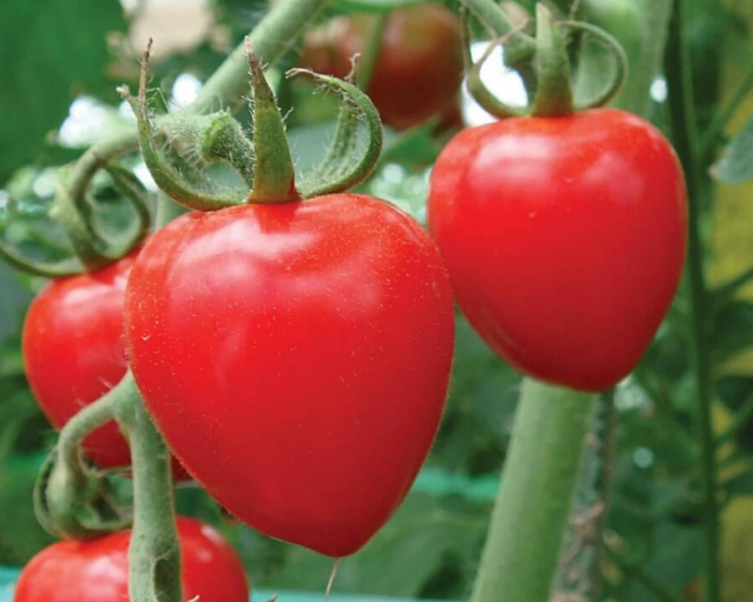 Tomatoberry Garden Hybrid Tomato Seeds(Tomatoberry Garden Hybrid Tomato Seeds) 3 Tomatoberry Garden Hybrid Tomato Seeds(Tomatoberry Garden Hybrid Tomato Seeds)