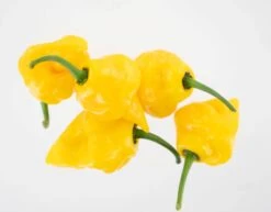 Trinidad Perfume Pepper Seeds(Trinidad Perfume Pepper Seeds) -Pepper Joe shop trinidad perfume 2