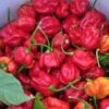 Trinidad Scorpion Pepper Seeds(Trinidad Scorpion) -Pepper Joe shop trinidad scorpion hot pepper joes