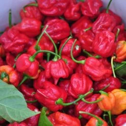 Trinidad Scorpion Pepper Seeds(Trinidad Scorpion)