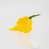 Trinidad Perfume Pepper Seeds(Trinidad Perfume Pepper Seeds) -Pepper Joe shop trinidadperfumepepper