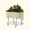 Elevated Rolling Self-Watering Garden Bed(Elevated Rolling Self Watering Garden Bed) -Pepper Joe shop vego garden elevated garden bed 2x4ft pearl white da140c03 203a 42ce 988b e379c157382d