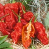 Wicked Ghost F1 Pepper Seeds(Wicked Ghost F1 Pepper Seeds) -Pepper Joe shop wickedghostf1pepper