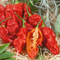 Wicked Ghost F1 Pepper Seeds(Wicked Ghost F1 Pepper Seeds)